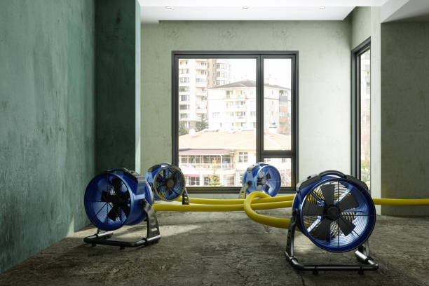 Best Mold removal after water damage  in Cameron Park, TX